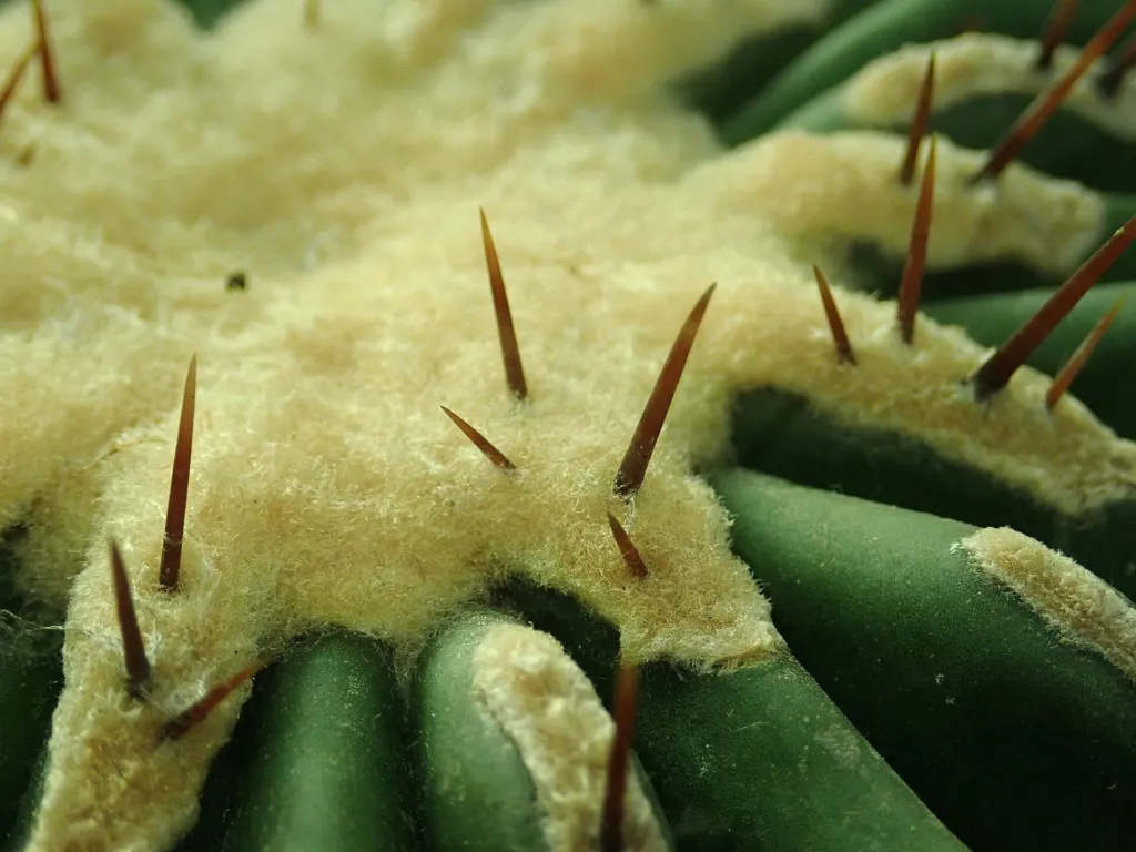 iznaga de Dulce (Echinocactus platyacanthus) – im Garten, Pflanzenfoto