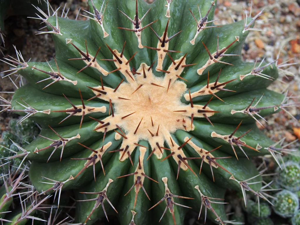 iznaga de Dulce (Echinocactus platyacanthus) – im Garten, Pflanzenfoto
