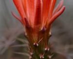 Echinocereus ‘Coccineus’