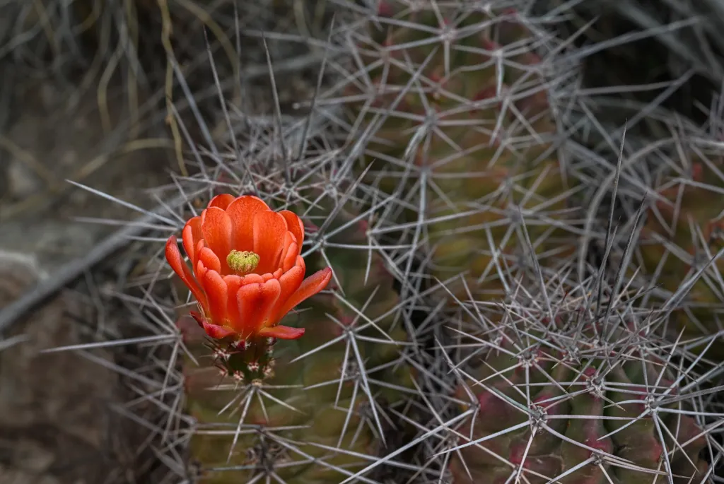 Echinocereus ‘Coccineus’ (Echinocereus 'Coccineus') – Blüten in Nahaufnahme