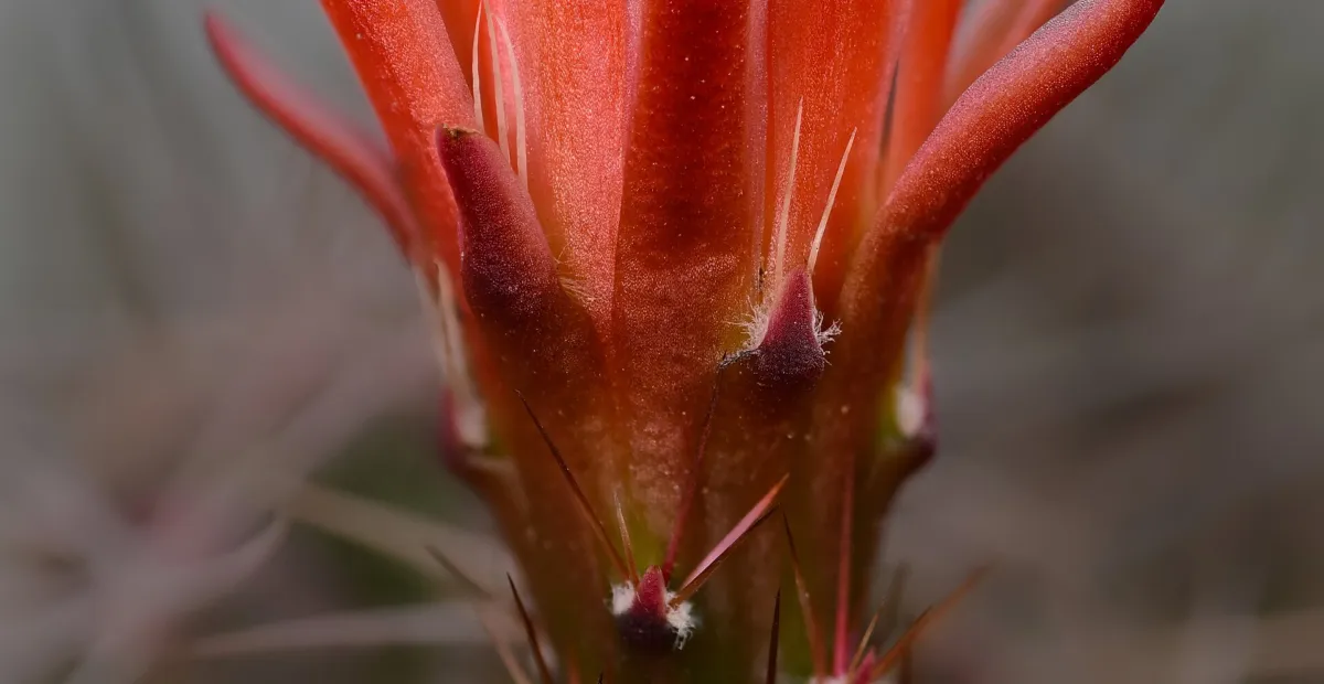 Echinocereus 'Coccineus' – plant photo
