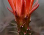 Echinocereus ‘Coccineus’
