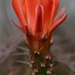 Echinocereus ‘Coccineus’ (Echinocereus 'Coccineus') – plant photo