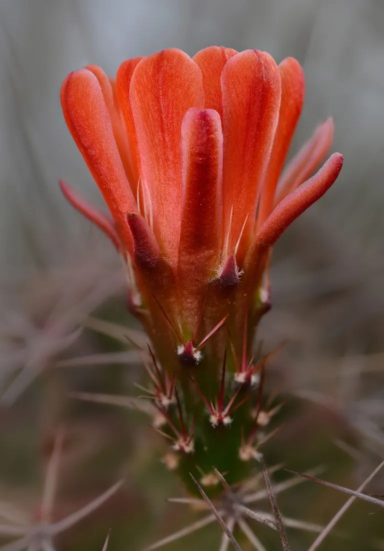 Echinocereus 'Coccineus'