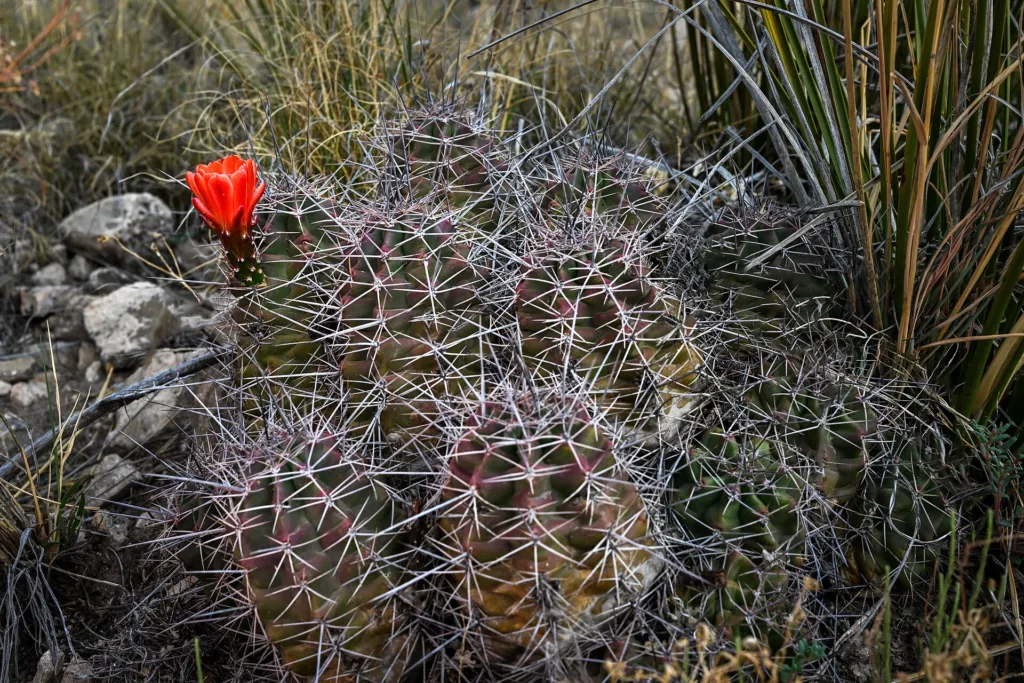 Echinocereus ‘Coccineus’ (Echinocereus 'Coccineus') – natürliche Wuchsform, Pflanzenfoto
