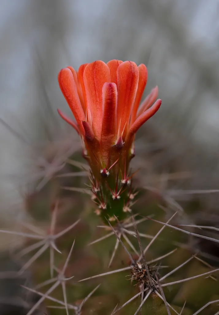 Echinocereus ‘Coccineus’ (Echinocereus 'Coccineus') – Blüten in Nahaufnahme