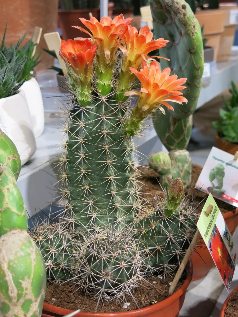 Echinocereus ‘Coccineus’ (Echinocereus 'Coccineus') – im Garten, Pflanzenfoto