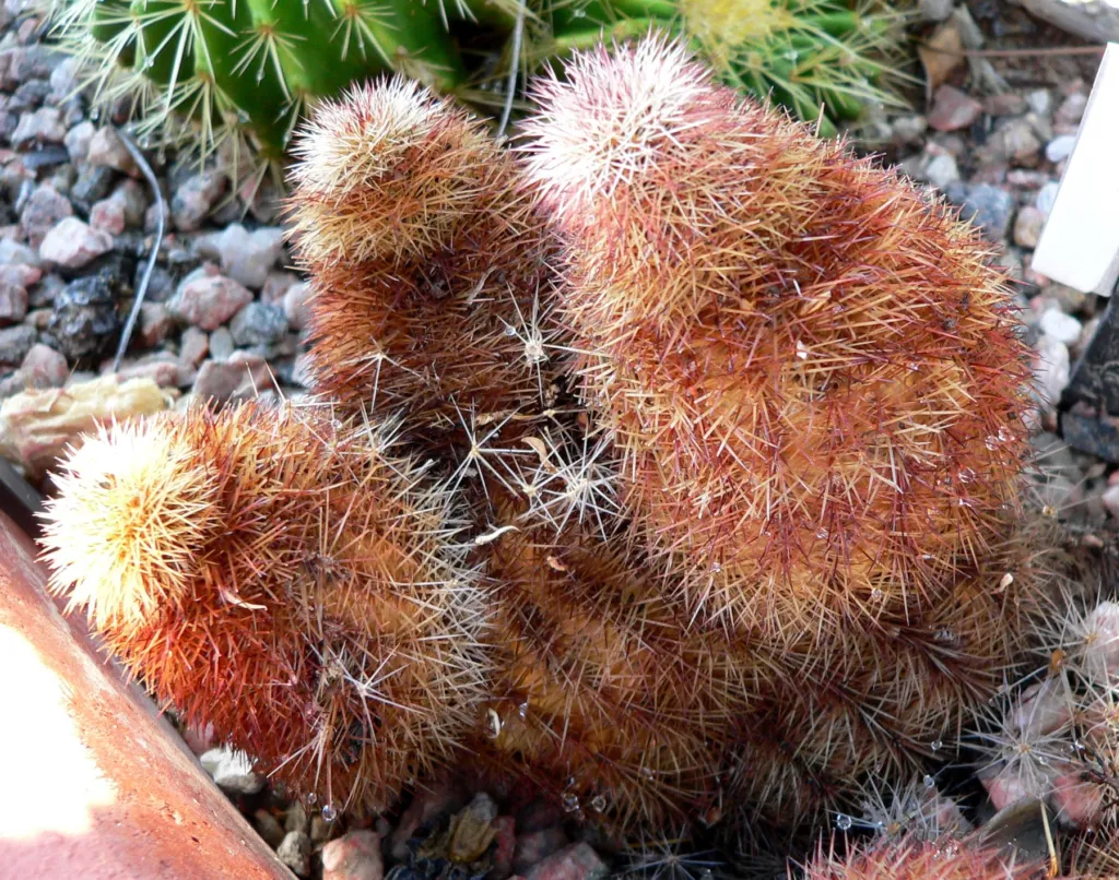 Spiny Hedgehog Cactus (Echinocereus dasyacanthus) – in a garden setting, plant photo