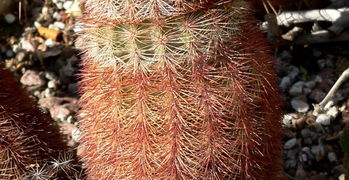 Spiny Hedgehog Cactus (Echinocereus dasyacanthus) – plant photo