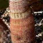 Spiny Hedgehog Cactus (Echinocereus dasyacanthus) – plant photo