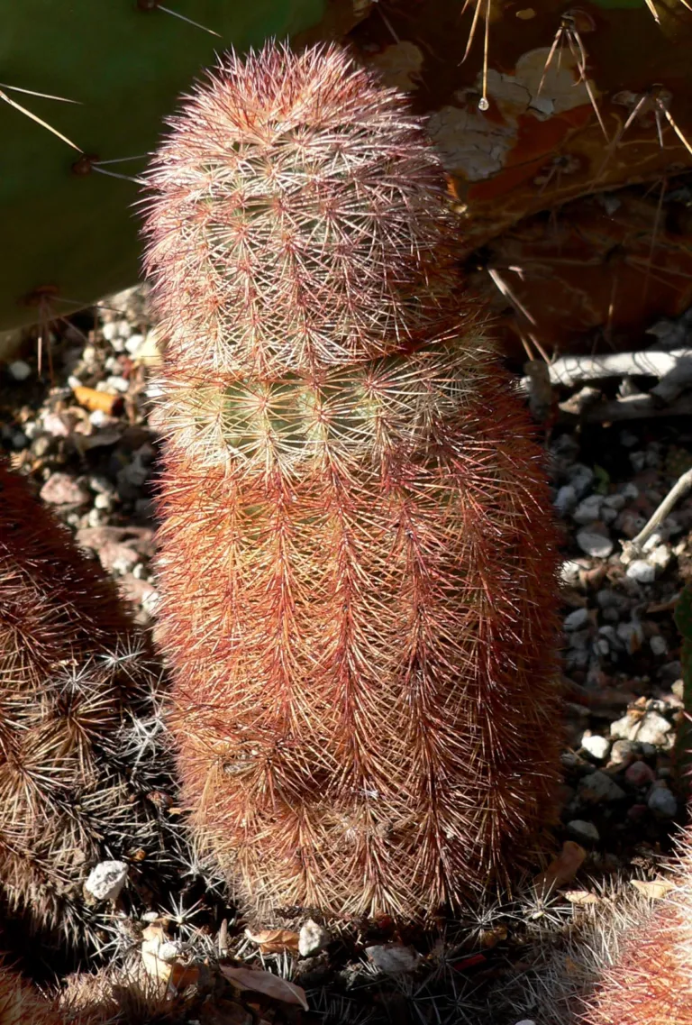 Echinocereus dasyacanthus