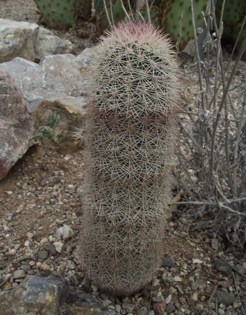 Spiny Hedgehog Cactus (Echinocereus dasyacanthus) – characteristic appearance, plant photo