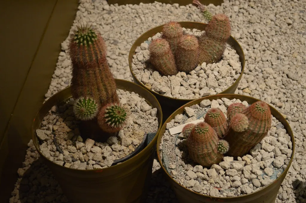 Spiny Hedgehog Cactus (Echinocereus dasyacanthus) – characteristic appearance, plant photo