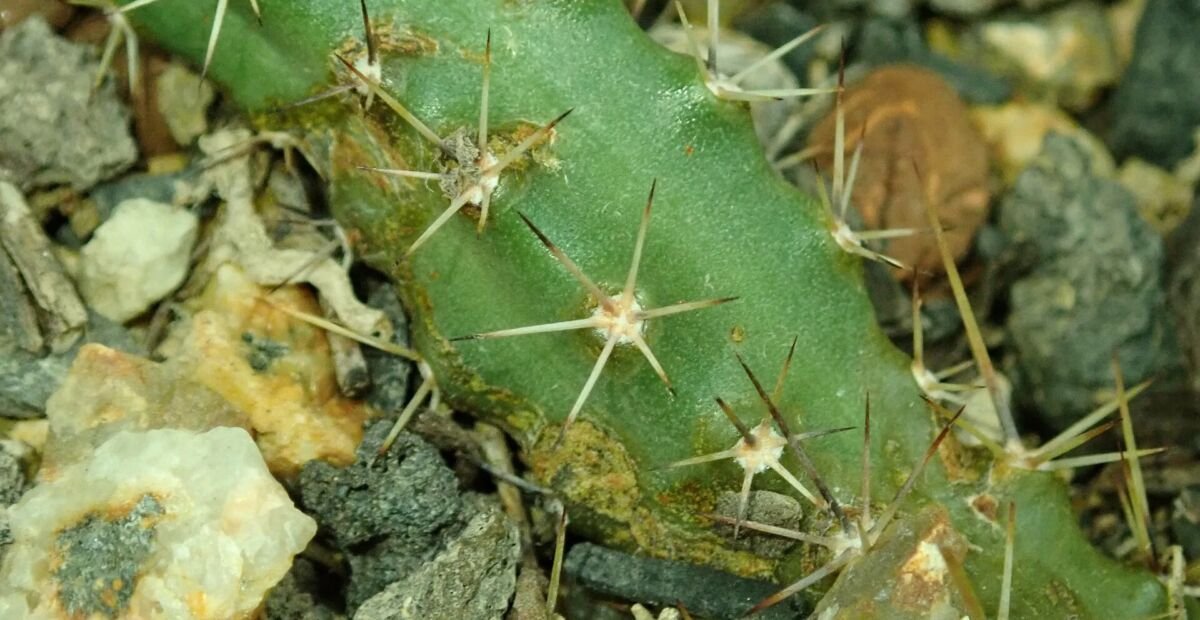 Echinocereus 'Pentalophus' – fotografia rastliny