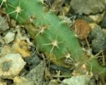 Echinocereus ‘Pentalophus’