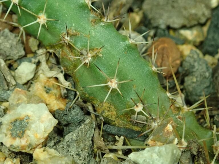 Echinocereus 'Pentalophus'