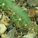 Echinocereus ‘Pentalophus’ (Echinocereus 'Pentalophus') – Pflanzenfoto