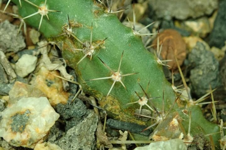 Echinocereus 'Pentalophus'