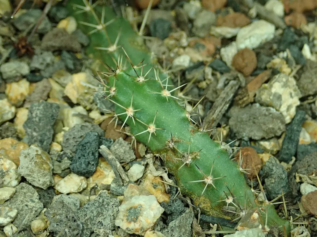 Echinocereus ‘Pentalophus’ (Echinocereus 'Pentalophus') – im Garten, Pflanzenfoto