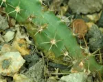 Echinocereus ‘Pentalophus’