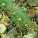 Echinocereus ‘Pentalophus’ (Echinocereus 'Pentalophus') – plant photo