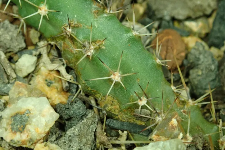 Echinocereus 'Pentalophus'
