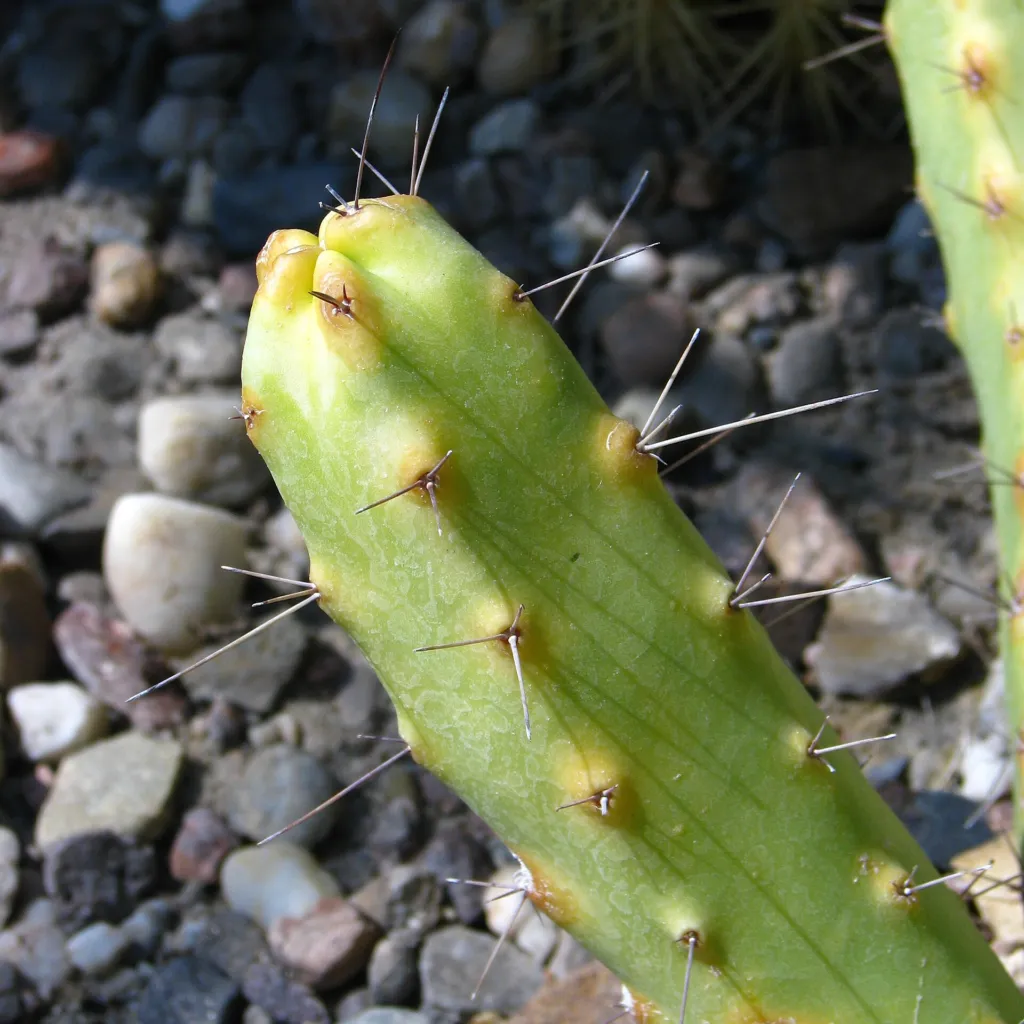 Echinocereus ‘Pentalophus’ (Echinocereus 'Pentalophus') – im Garten, Pflanzenfoto