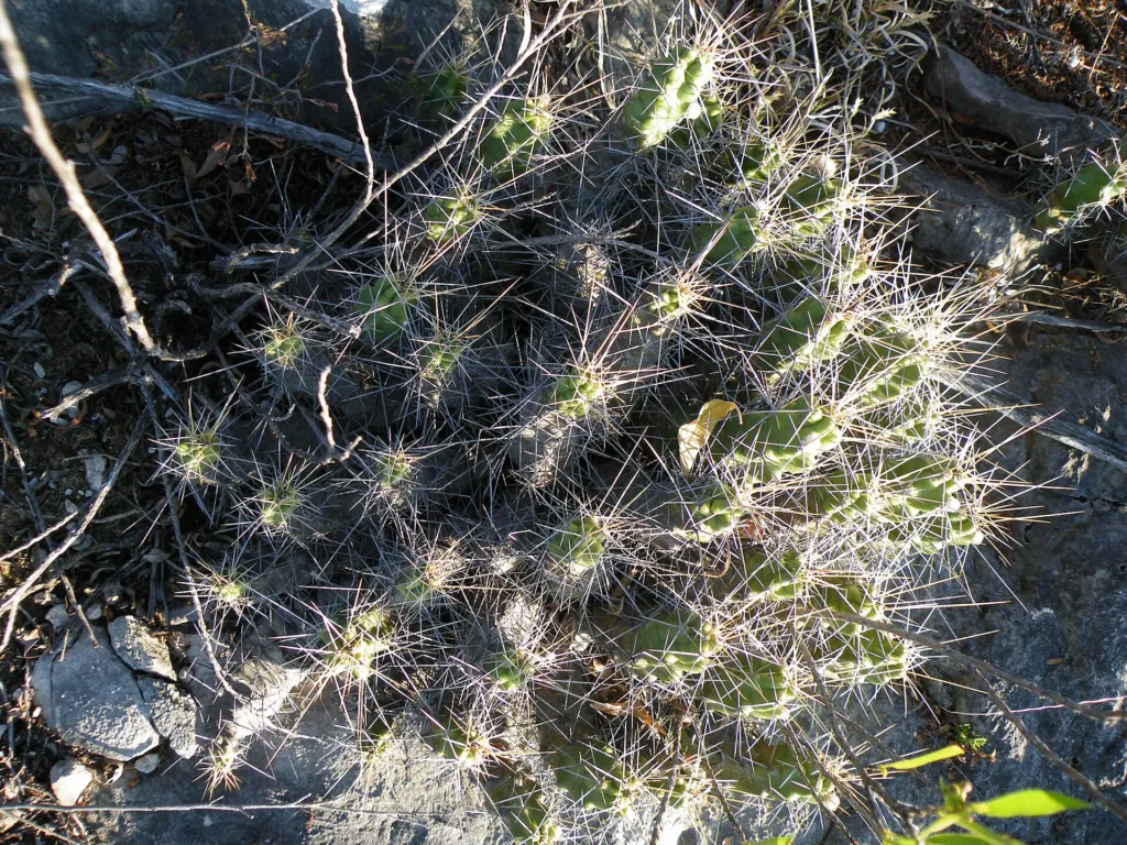 Echinocereus ‘Pentalophus’ (Echinocereus 'Pentalophus') – typisches Erscheinungsbild