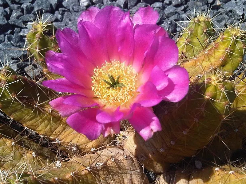 Echinocereus ‘Pentalophus’ (Echinocereus 'Pentalophus') – Blüten in Nahaufnahme