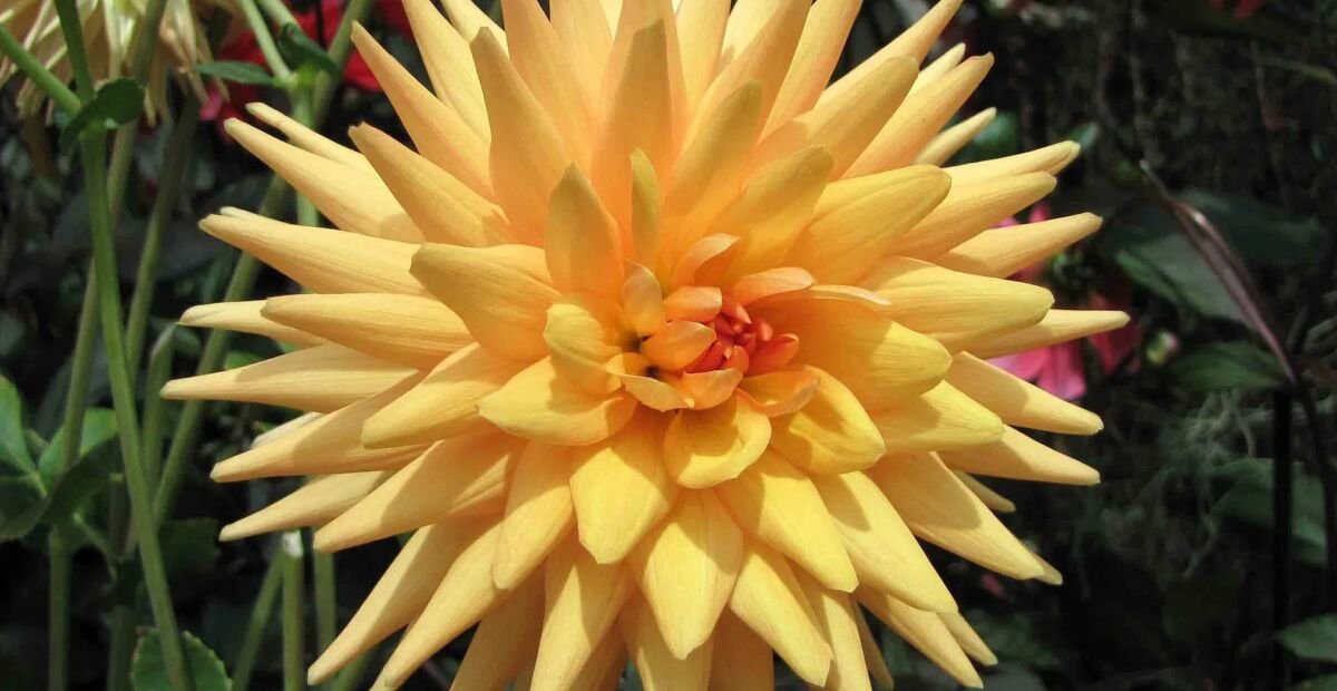 Echinocereus poselgeri (Dahlia 'Cactus') – fotografia rastliny