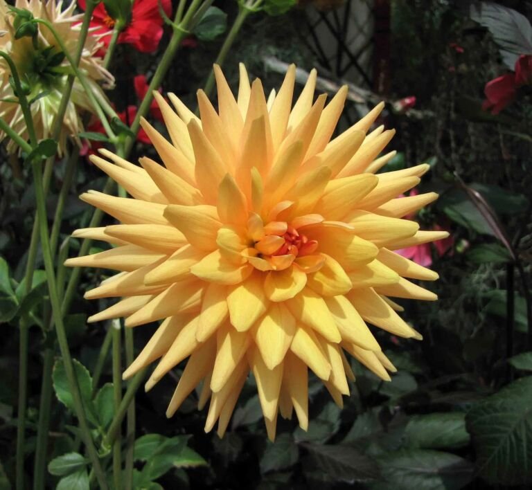 Dahlia 'Cactus'