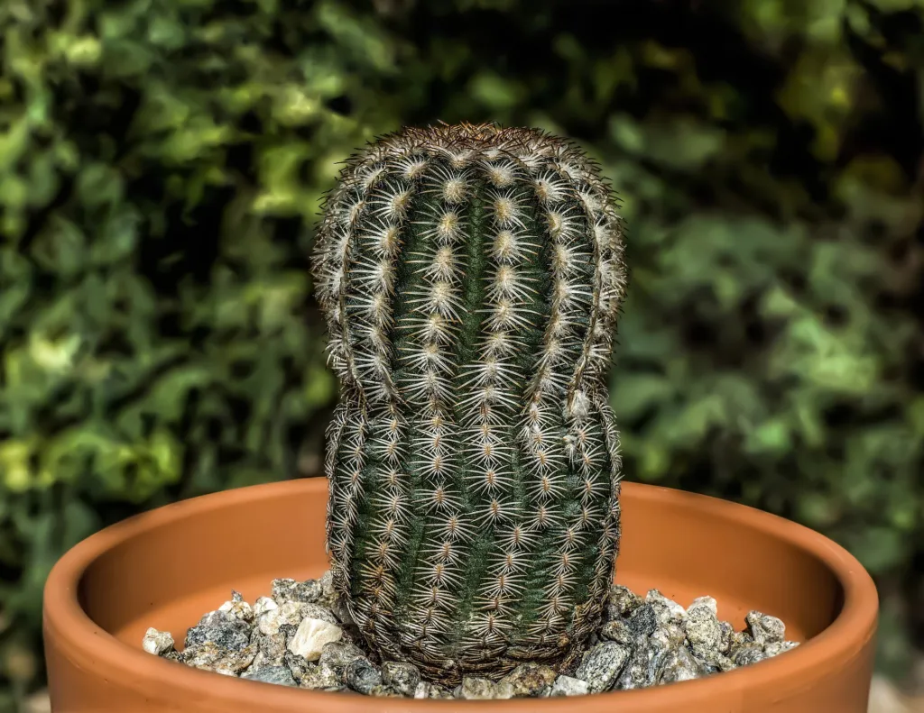 lack Lace Cactus (Echinocereus reichenbachii) – typisches Erscheinungsbild, Pflanzenfoto