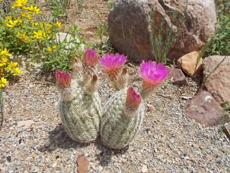 lace or hedgehog cactus) is a perennial plant and shrub in the cactus family (Echinocereus