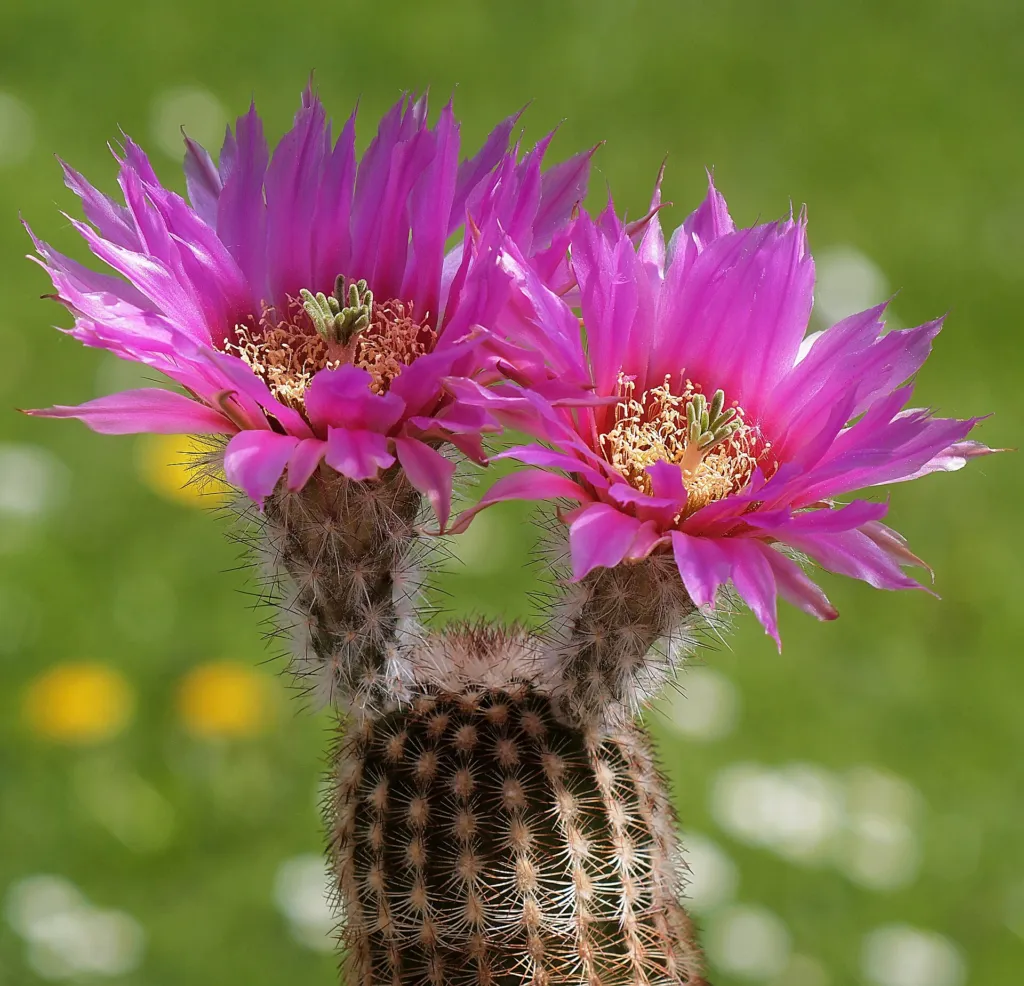 lack Lace Cactus (Echinocereus reichenbachii) – typisches Erscheinungsbild, Pflanzenfoto
