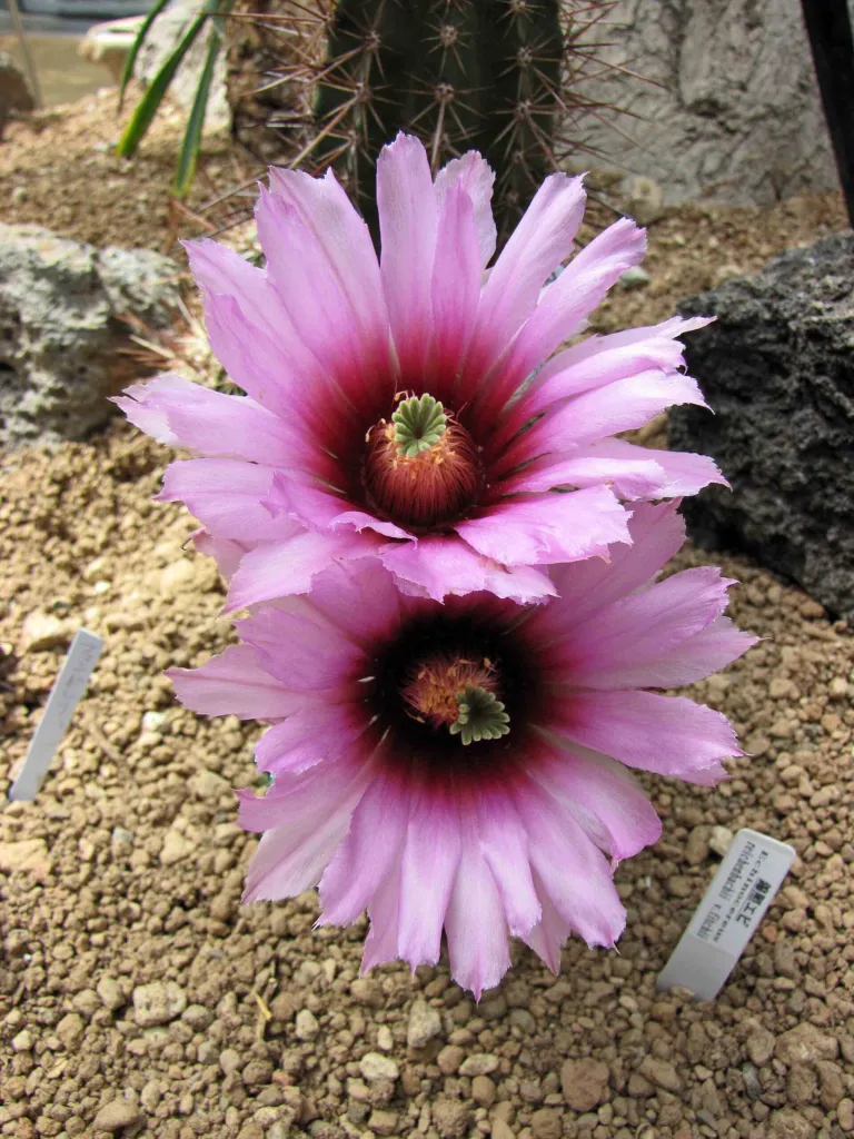 lack Lace Cactus (Echinocereus reichenbachii) – typisches Erscheinungsbild, Pflanzenfoto