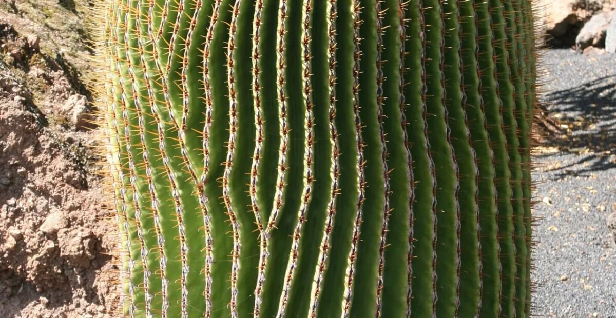 echinokaktus obrovský (Echinocactus platyacanthus) – fotografia rastliny