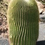 echinokaktus obrovský (Echinocactus platyacanthus) – fotografia rastliny
