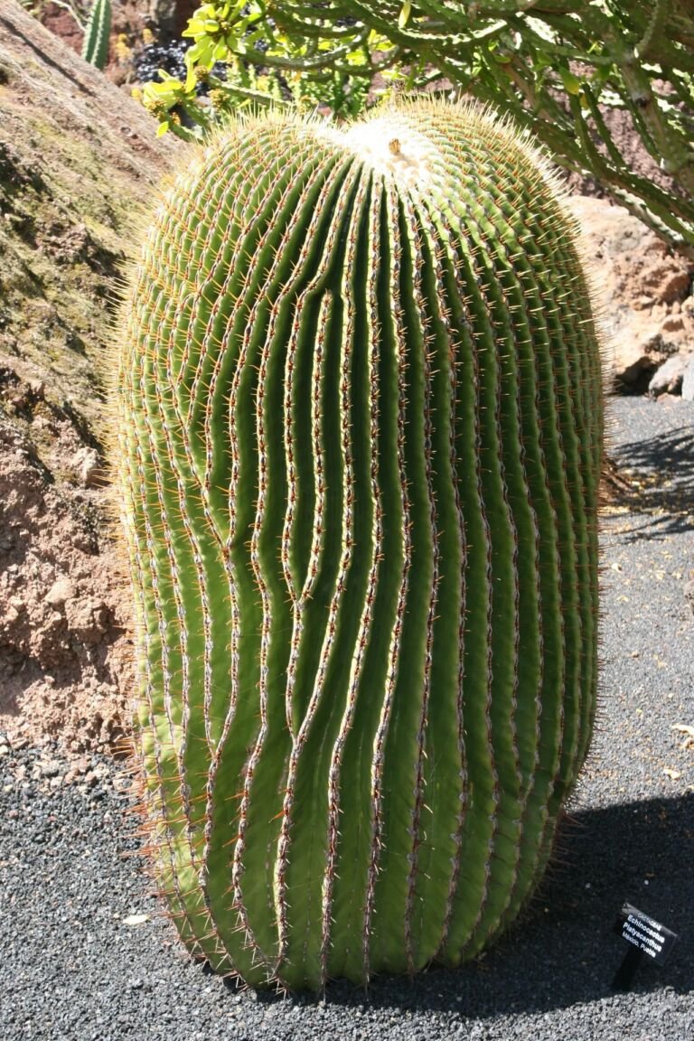 echinokaktus obrovský (Echinocactus platyacanthus) – fotografia rastliny