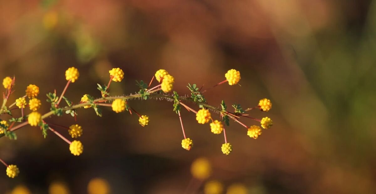 Echte Akazie (Acacia pulchella) – Pflanzenfoto