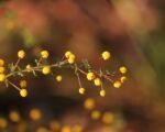 Echte Akazie (Acacia pulchella) – Pflege