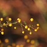 Echte Akazie (Acacia pulchella) – Pflanzenfoto