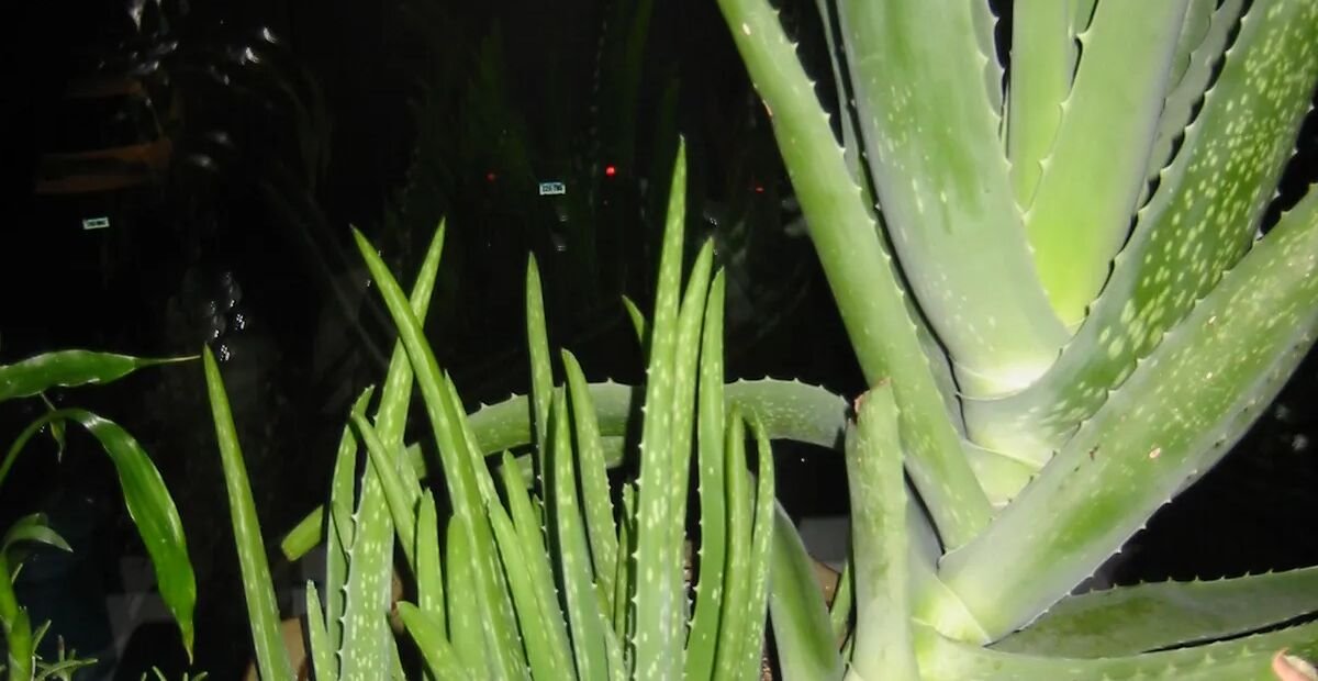 Echte Aloe (Aloe vera) – Pflanzenfoto