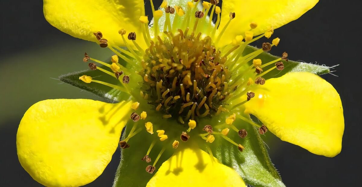 Echte Nelkenwurz (Geum urbanum) – Pflanzenfoto