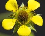 Echte Nelkenwurz (Geum urbanum) – Pflege