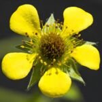 Echte Nelkenwurz (Geum urbanum) – Pflanzenfoto