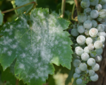 Echter Mehltau der Weinrebe