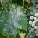 Echter Mehltau der Weinrebe
