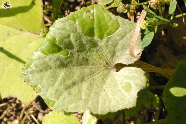 Echter Mehltau durch Golovinomyces cichoracearum
