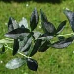 Echter Mehltau durch Golovinomyces orontii