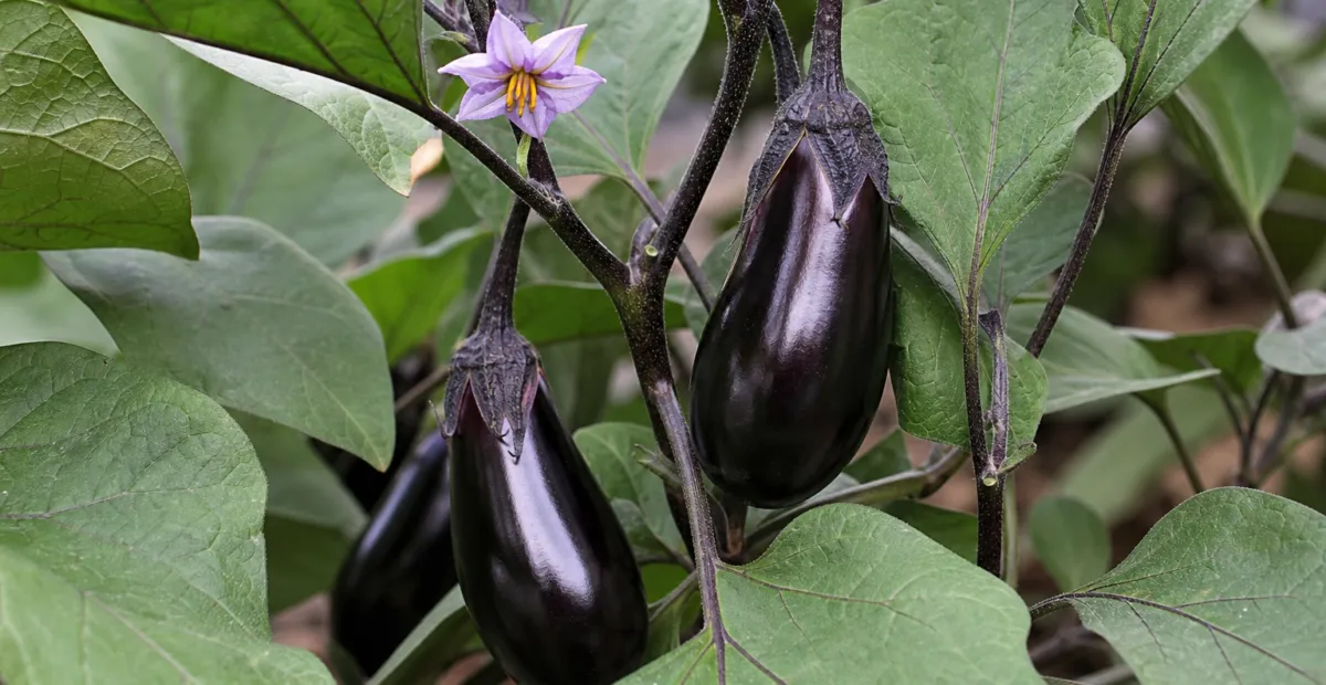 eggplant (Solanum melongena) – plant photo